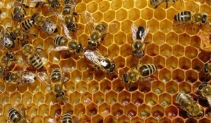 Οικονομική στήριξη της νομαδικής μελισσοκομίας&gt;.  Αιτήσεις  έως 31 Δεκεμβρίου 2016