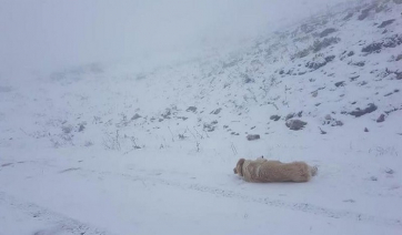 Σε κατάσταση έκτακτης ανάγκης η Σκιάθος