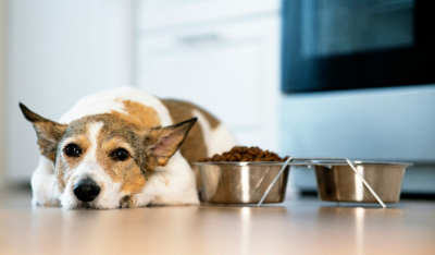 Πόσο χρόνο χρειάζεται ένας σκύλος να χωνέψει το φαγητό του – Πώς θα ρυθμίσετε σωστά το πρόγραμμά του