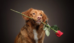 Πώς οι σκύλοι δίνουν άλλο νόημα στη μέρα του Αγίου Βαλεντίνου- Δείτε τι λέει μια έρευνα