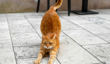 Τι νιώθει η γάτα μας τις ώρες που λείπουμε από το σπίτι