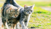 Γιατί οι γάτες κρύβουν τον πόνο τους; Τι πρέπει να γνωρίζετε ώστε να τις βοηθήσετε