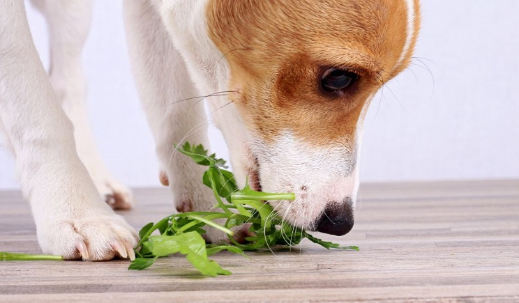 Μπορούν οι σκύλοι να είναι vegeterian – χορτοφάγοι