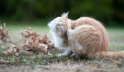 Γάτα: Γιατί ξύνεται έντονα με τα πίσω πόδια της