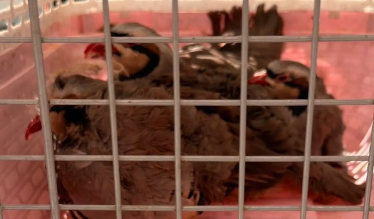 Δικογραφία για παράνομη εκτροφή ζώων σε ταράτσα κτηρίου στους Αμπελόκηπους