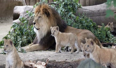 Τρόμος σε πόλη της Γερμανίας: Το έσκασαν λιοντάρια, τίγρεις και τζάγκουαρ από ζωολογικό κήπο