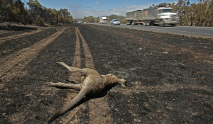 Αυστραλία, φρίκη δίχως τέλος: Πάνω από ένα δισεκατομμύριο νεκρά ζώα στις φωτιές!