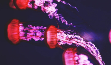 Τσούχτρες στην Ελλάδα: Χάρτης δείχνει live σε ποιες περιοχές βρίσκονται οι μέδουσες, οι «επικίνδυνες» παραλίες