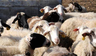 Ενίσχυση των ελέγχων και των μέτρων για την ευλογιά των αιγοπροβάτων αντί για lockdown