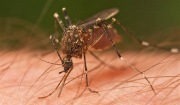 «Ksou - Ksou» και ξεχάστε το «φιδάκι»: Διώξτε τα κουνούπια από το κινητό σας