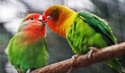 Τα πουλιά της αγάπης: Γνωρίστε τα δημοφιλή παπαγαλάκια