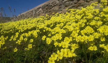 Κορωνοϊός: 82 κρούσματα στην Πάρο - 479 συνολικά στις Κυκλάδες