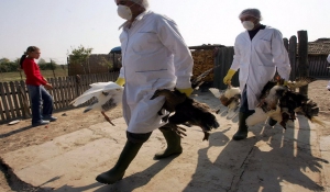 Αυξημένος ο  κινδύνος μετάδοσης του ιού της γρίπης των πτηνών από άγρια υδρόβια πτηνά