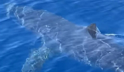 Ζάκυνθος: Καρχαρίας «συνελήφθη» από την κάμερα να κολυμπά κοντά στο λιμάνι – ΒΙΝΤΕΟ