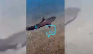 Καρχαρίας... βγήκε στην στεριά σε παραλία του Κορινθιακού Κόλπου!