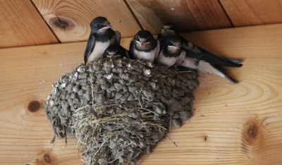 Βάζουν φωλιές για τα χελιδόνια και τις σταχτάρες σε διάφορα κτήρια της Αθήνας