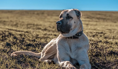 Αυτές είναι οι 8 φυλές σκύλων με το πιο δυνατό δάγκωμα