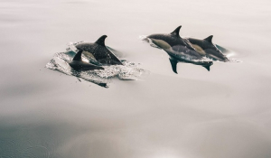 Νεκρά δελφίνια μετά την τουρκική άσκηση «Γαλάζια Πατρίδα»