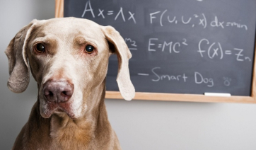 Κάντε το τεστ για σκύλους και δείτε πόσο έξυπνος είναι ο δικός σας