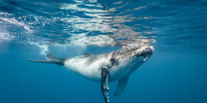 Κορυφαίο βίντεο: Φάλαινα επιστρέφει κινητό γυναίκας που της έπεσε στη θάλασσα