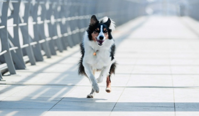 Τι πρέπει να κάνετε όταν δείτε έναν άγνωστο σκύλο να έρχεται τρέχοντας πάνω σας