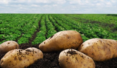 Πάρος - Αγκαιριά: Αίτημα οικονομικής ενίσχυσης σε όσους υπέστησαν ζημιά στa κηπευτικά-πατάτες