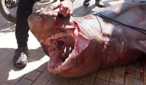 Σπάνιος καρχαρίας 300 κιλών πιάστηκε στα δίχτυα ψαράδων στην Ιεράπετρα