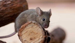 Κίνα: Επιστήμονες δοκίμασαν γενετική θεραπεία σε ποντίκια, η οποία καθυστερεί τη γήρανση