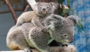 Τα κοάλα στην ουρά για να... εμβολιαστούν κατά της χλαμύδιας στην Αυστραλία