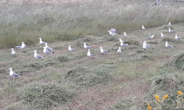 Πάρος: Γλαροπούλια «καθαριστές» συντροφεύουν το θέρος! (