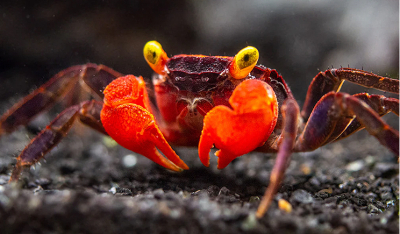 Food vlogger έφαγε το «καβούρι του διαβόλου» για βίντεο, έπαθε σπασμούς και πέθανε