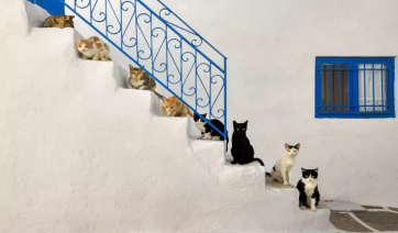 Cats of the World: Εκτενής αναφορά στους “Φιλόζωους Εθελοντές Πάρου”