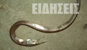 Το τρομακτικό ψάρι που έπιασε ψαράς στο Ναύπλιο -Εχει μήκος 1,5 μέτρο