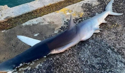 Έπιασαν καρχαρία στο λιμάνι του Ηρακλείου χτυπημένο από προπέλα