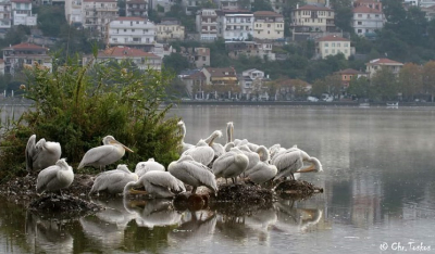 Σε πτώση οι πληθυσμοί υδρόβιων πουλιών και στην Ελλάδα