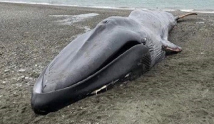 Έβγαλαν selfies και χάραξαν μηνύματα επάνω σε νεκρή φάλαινα