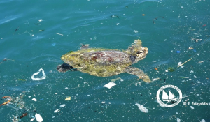 Επικίνδυνη η Έκταση της Πλαστικής Ρύπανσης στις Ελληνικές Θάλασσες