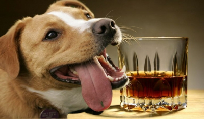 Τι θα πάθει ένας σκύλος αν πιει αλκοόλ;