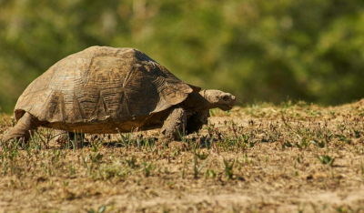 Τι να κάνετε αν δείτε μια χελώνα να προσπαθεί να περάσει τον δρόμο
