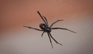 Μαύρη αράχνη: Η δραματική περιγραφή του πατέρα του βρέφους που τσιμπήθηκε