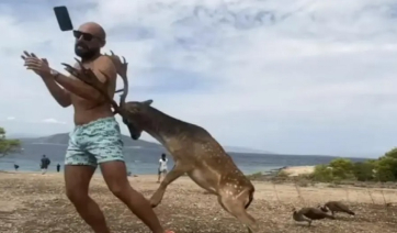 Τουρίστας στην Αίγινα πήγε να βγάλει selfie με ελάφι και κατέληξε με σπασμένα πλευρά - Δείτε βίντεο
