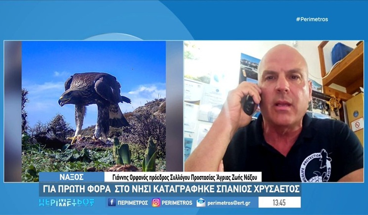 Νάξος: Για πρώτη φορά στο νησί καταγράφηκε σπάνιος χρυσαετός (βίντεο)
