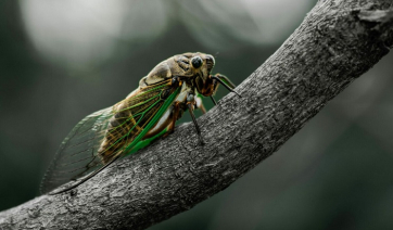 Ο εκπληκτικός κύκλος ζωής των τζιτζικιών -17 χρόνια κάτω από τη γη, στο φως για 6 εβδομάδες (Βίντεο)