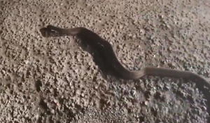 Φίδι σχεδόν δύο μέτρα κάνει βόλτες μέσα στο καταχείμωνο στη Γαβρολίμνη