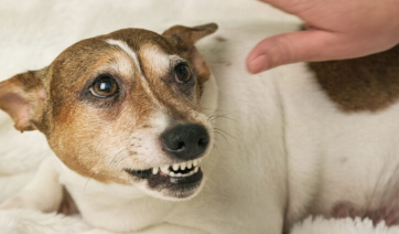 Σκύλος και επιθετικότητα: Γιατί δείχνει τα δόντια του ή γαβγίζει έντονα