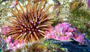 Ερυθρά θάλασσα: Επιδημία σκοτώνει τους αχινούς -Σε κίνδυνο και τα κοράλλια