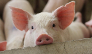 ΗΠΑ: Το Ανώτατο Δικαστήριο δικαίωσε τα... γουρούνια - Οργισμένοι οι παραγωγοί χοιρινού και μπέικον