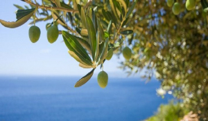 Καταστροφικό βακτήριο απειλεί τα ελληνικά ελαιόδεντρα