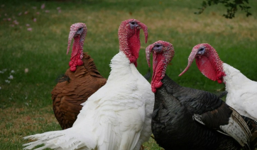 Όσα δεν γνωρίζατε για τις γαλοπούλες- Πώς οι αρσενικές βοηθούν τα αδέρφια τους να ζευγαρώσουν