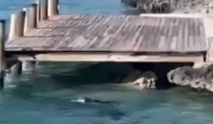 Μπαχάμες: Σκύλος βούτηξε στη θάλασσα και κυνήγησε καρχαρία 3,5 μέτρων - Βίντεο